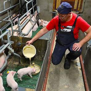 Bedrijfsleider Frank van Kuringen werkt secuur en zorgvuldig. De kommetjes in de kraamstal komen mooi leeg zodat de biggen steeds vers voer kunnen opnemen.