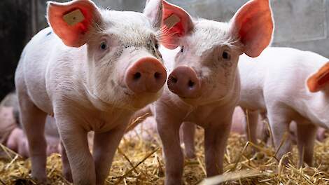 5 feiten over griep bij varkens die iedere varkenshouder moet kennen!