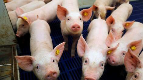 Wiersma wil stoppen met afroming pluimveerechten, afroming varkens blijft bestaan