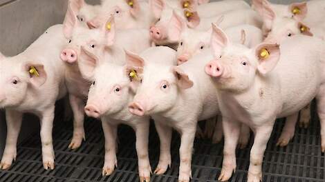 Kabinet wil afroming varkensrechten schrappen