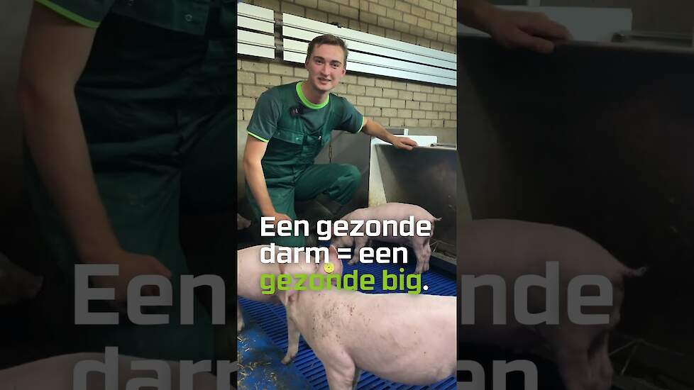 Een vlotte voeropname voor een gezonde darm
