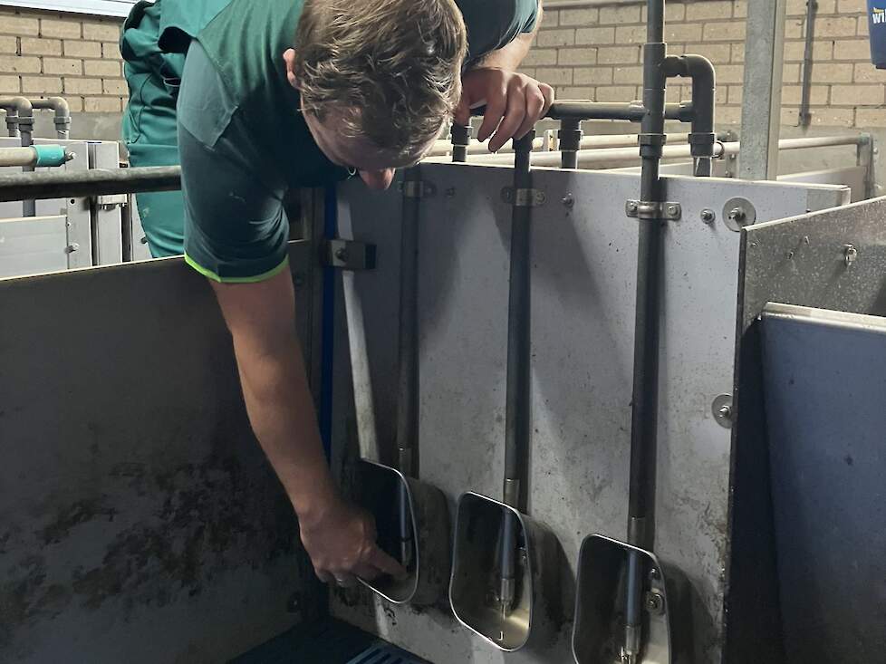 Rens Peeters: "In de eerste week drinken biggen zes à zeven keer meer water dan dat ze voer eten."