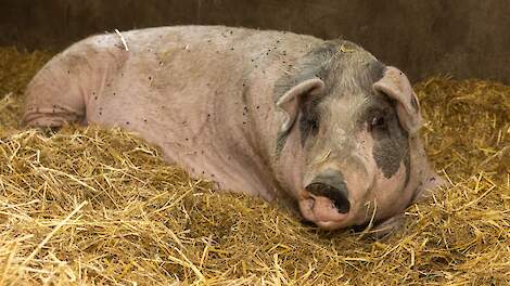 Varkensarts Van Kampen: ‘Voorkom najaarsverwerpen met licht, voeding en stalklimaat’