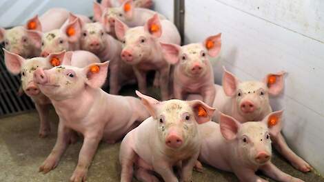 Stelling: Er moet compensatie komen voor varkenshouders die al varkensrechten hebben gekocht of geleased