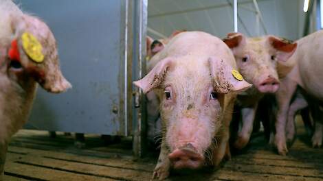 Eerste half jaar 2025: lichte stijging varkens, aanzienlijke daling zeugen in EU