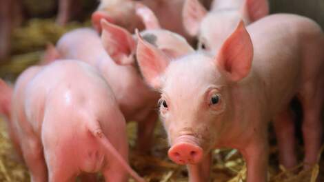 Amerikaans onderzoek: ‘Split Suckling biedt geen voordelen’