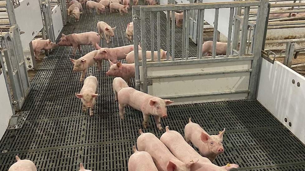 “De doorstroming vanaf de kraamstal tot de vleesvarkensstal verloopt heel soepel”