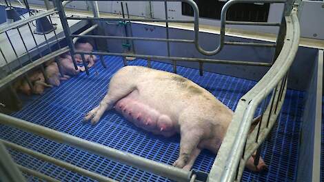 Video: 'Biggenoverleving in vrijloopkraamhok kan omhoog'