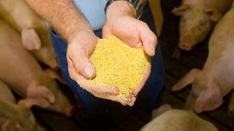 Rantsoen met veel soja kan bij varkens extra groei en energie opleveren