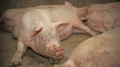 Varkens stijgen en zeugen dalen in EU