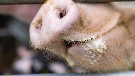 Schone stallucht houdt slijmvliezen varkens gezond