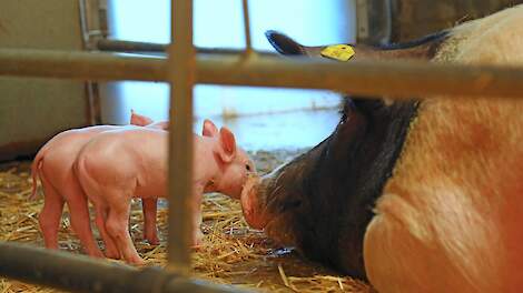 Overlevingskans biggen vergroten: ‘Let op fokwaarde moedereigenschappen’