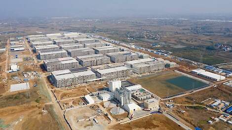 Collectieve krimp Chinese varkensbedrijven aan de vooravond van revolutionaire verandering