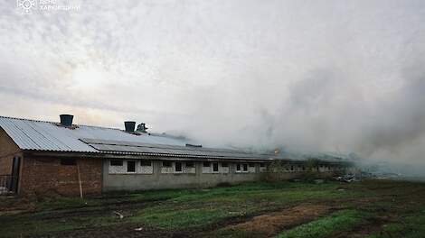 Enorme Russische drone-aanval doodt 13.000 varkens op Oekraïense varkensbedrijf