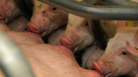 Hoge dosering ‘knuffelhormoon’ oxytocine zorgt voor meer biestafgifte zeug