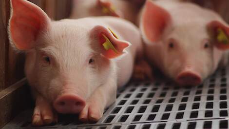 Geef streptokokken minder kans