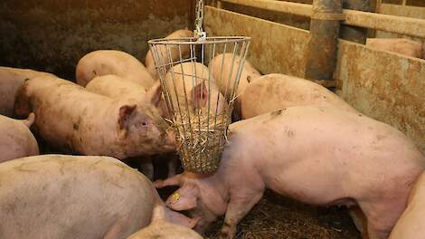 Gemiddeld vleesvarkensbedrijf realiseerde in augustus een saldo van 38.000 euro