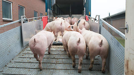 Lagere voederconversie is kans voor vleesvarkenshouders