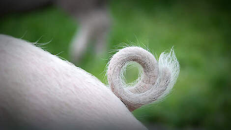 Minder eiwit in voer vergroot kans op staartbijten