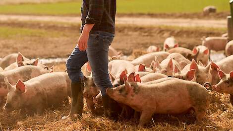 Engelse supermarktketen schakelt geheel over op vlees van vrije uitloopvarkens