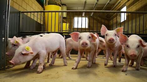 Column: Voorlopige bodem in de varkensprijs