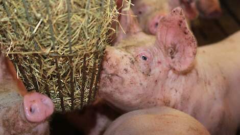 Varkenshouders houden zich volgens NVWA grotendeels goed aan welzijnsregels