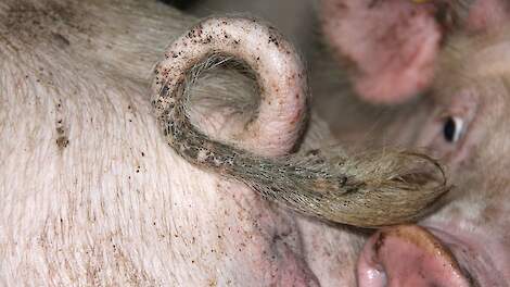 Tönnies verhoogt bijdragen aan varkens met meer dierenwelzijn en goede gezondheidsstatus en intacte staarten