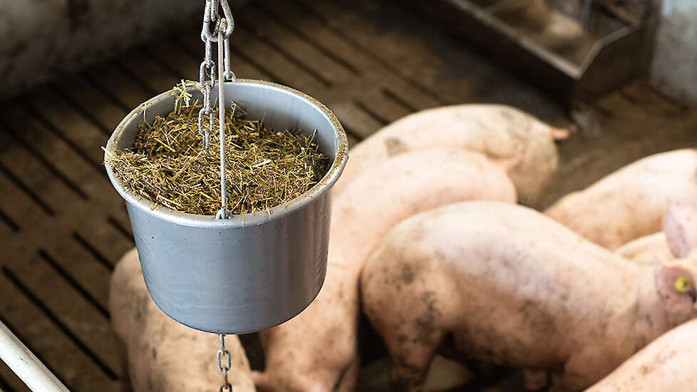 De gedroogde luzerne houdt de varkens actief. Bovendien is het goed voor de maagdarm-gezondheid.