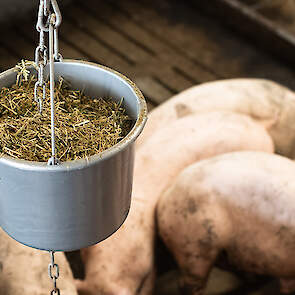 De gedroogde luzerne houdt de varkens actief. Bovendien is het goed voor de maagdarm-gezondheid.