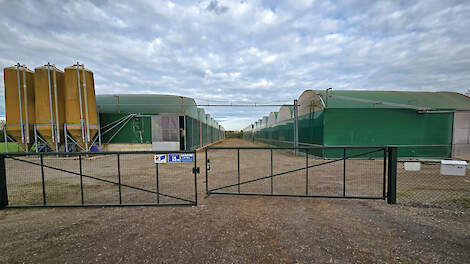 Varkens houden in foliestallen: 'Het functioneert én rendeert'