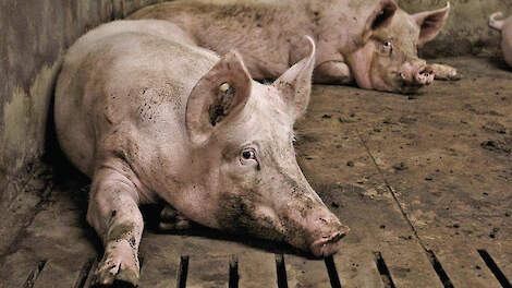 Verdere daling varkensprijs verwacht