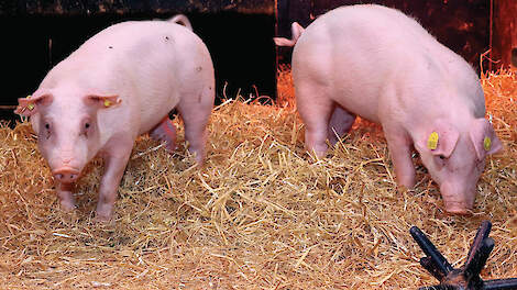 Gen-varkens resistent tegen KVP
