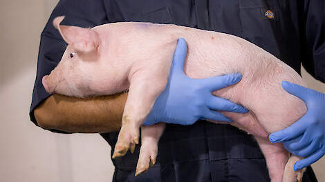 PRRS: de onzichtbare kosten voor uw bedrijf