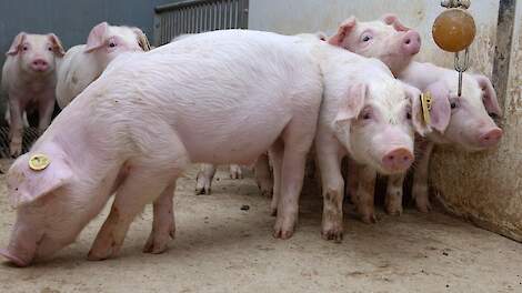 Strategische keuzes binnen de varkenshouderij: benut het vierde kwartaal