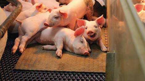 Noord-Brabant wil met nieuwe aanpak stallen uit stikstofimpasse komen