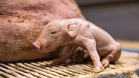 Geboortemanagement biggen – Geboortebegeleiding