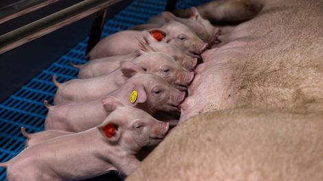 Geboortemanagement biggen – Het belang van biest