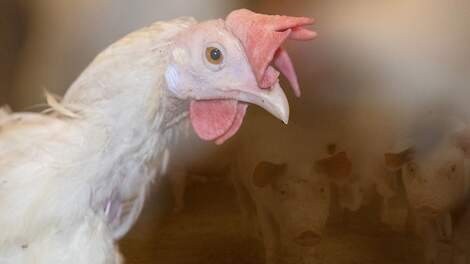 Belgische varkenshouders onderzoeken pluimveesector als alternatief