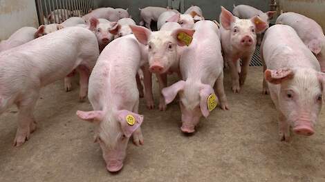 Verzekerd tegen dierziekten?