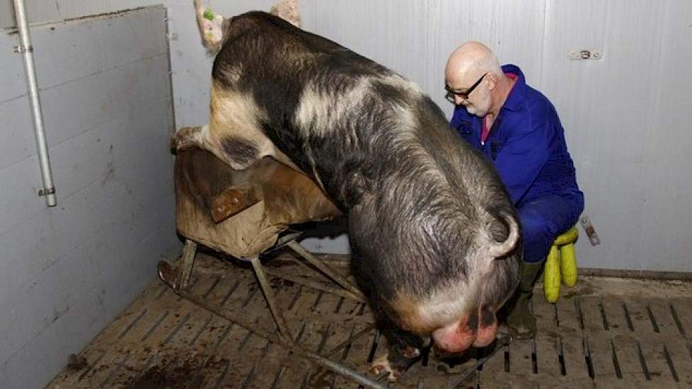 Per beer is Wim zo’n tien minuten kwijt om het sperma af te tappen. De kunstschede laat Wim achterwege. Wim zit al jarenlang in de KI en heeft veel ervaring opgedaan. „Ik doe het mijn handen, want dan kan ik het proces beter sturen en mijn handen zijn bov