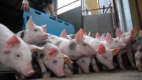 POV: ‘NVWA moet transport biggen richting Kroatië onderzoeken en handhavend optreden’