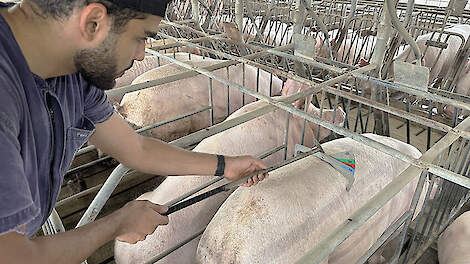 Het oog is te onbetrouwbaar voor correcte beoordeling conditie zeug