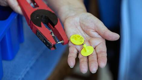 NVWA doet onderzoek naar ingrepen voor identificatie varkens