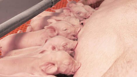 Waarom alle spenen benutten in cyclus 1 t/m 4?