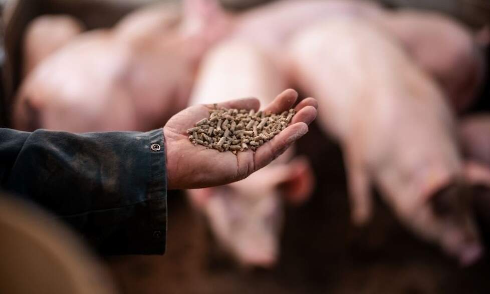 Lager fosfaat in vleesvarkensvoeders.