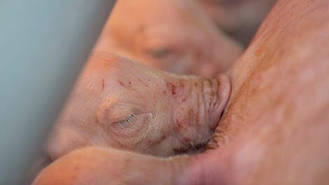 Snelle PRRS-verspreiding in de kraamstal voorkomen