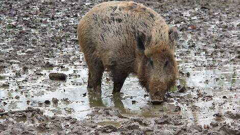Duitsland test lokaassoorten voor vaccinatiestrategie wilde zwijnen