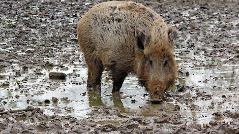 ‘Preventie AVP van groot belang’