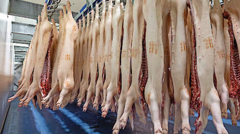 Varkensprijzen 2026 waarschijnlijk op huidig niveau