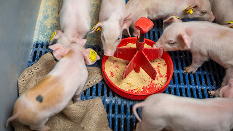 Biggen bijvoeren in de kraamstal